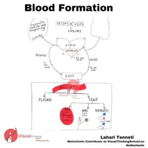Blood formation